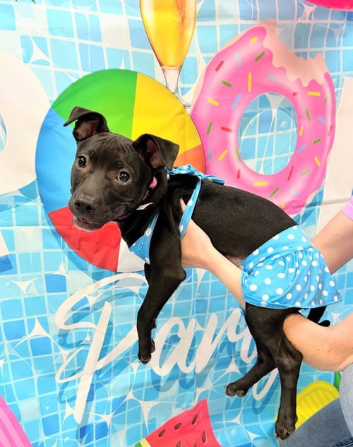 NILLA - Labrador Retriever / Shar Pei available for adoption