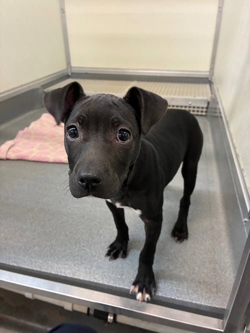 NILLA - Labrador Retriever / Shar Pei available for adoption