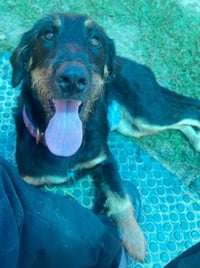 Bella - Photo 3