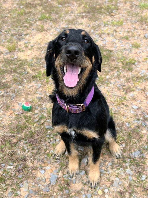 BELLA - German Shepherd Dog / Bernese Mountain Dog available for adoption