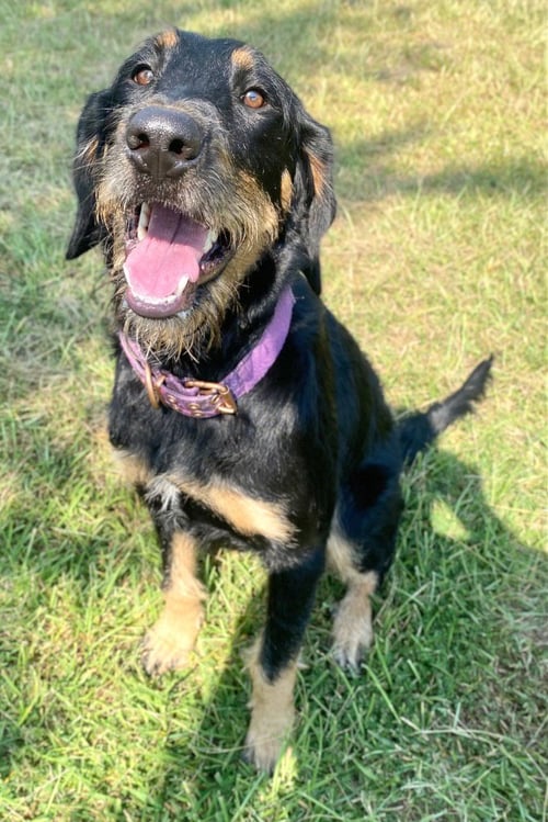 BELLA - German Shepherd Dog / Bernese Mountain Dog for adoption in Little Rock