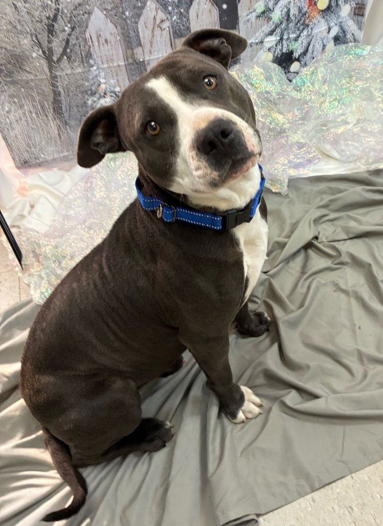 TONY - Pit Bull Terrier available for adoption