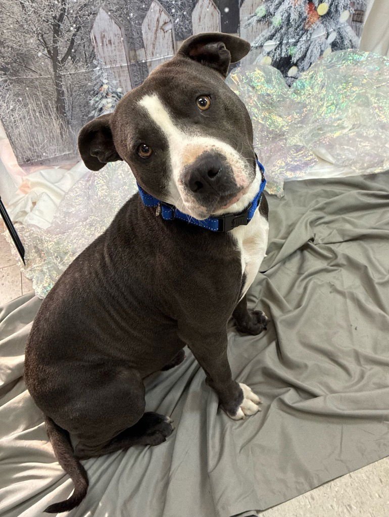 TONY - Pit Bull Terrier available for adoption