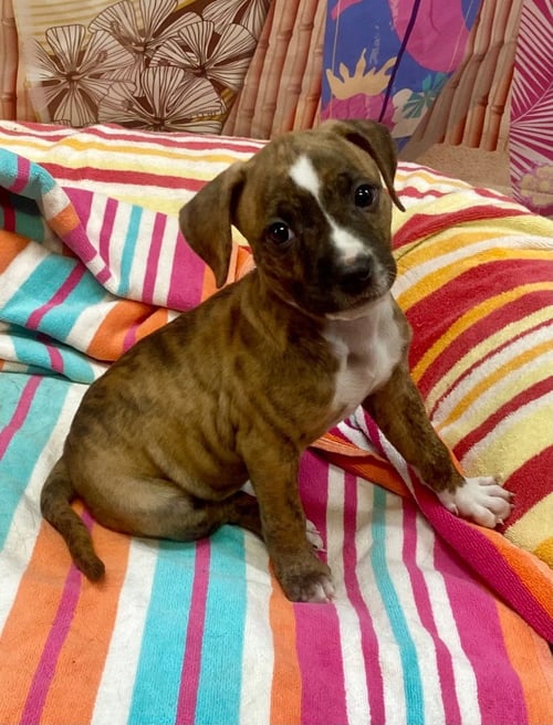 AZALEA - Pit Bull Terrier for adoption in Little Rock