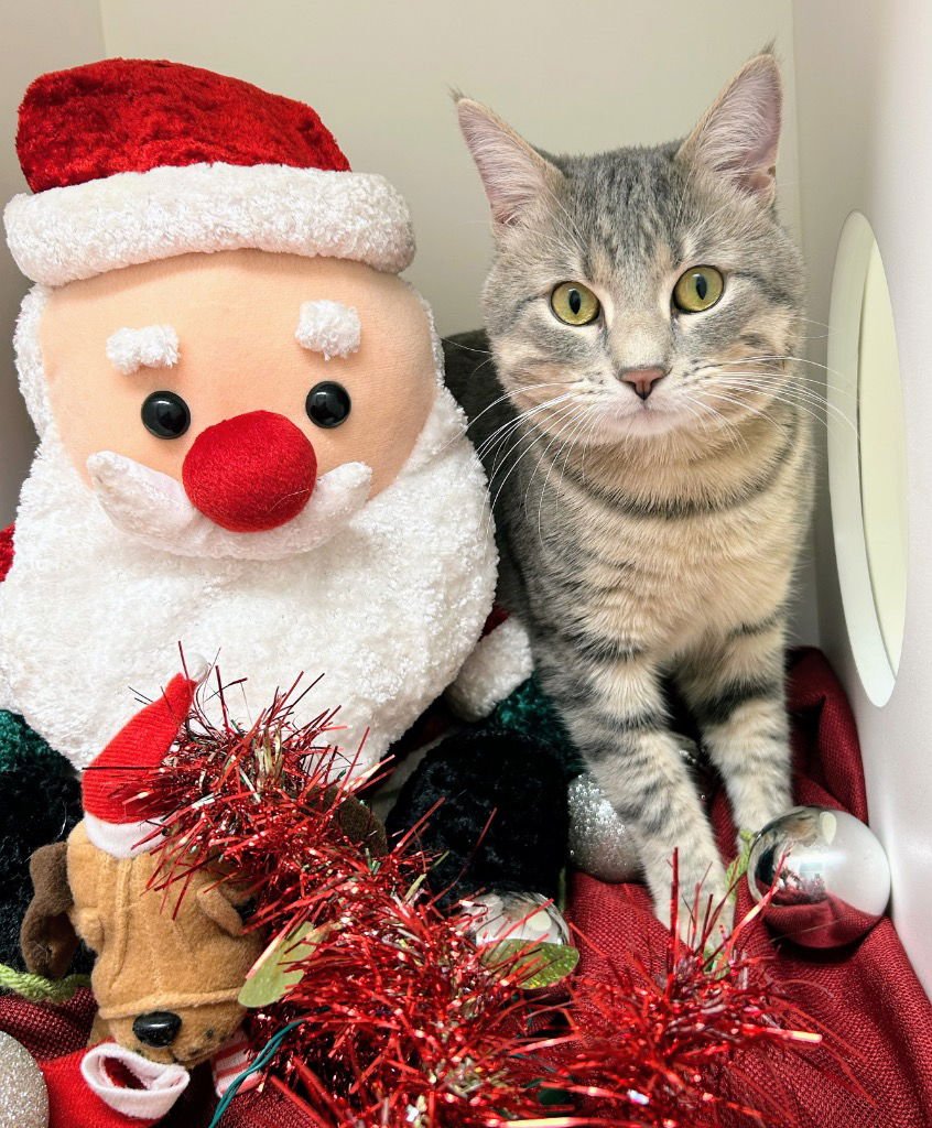 RING TAIL - Domestic Short Hair available for adoption