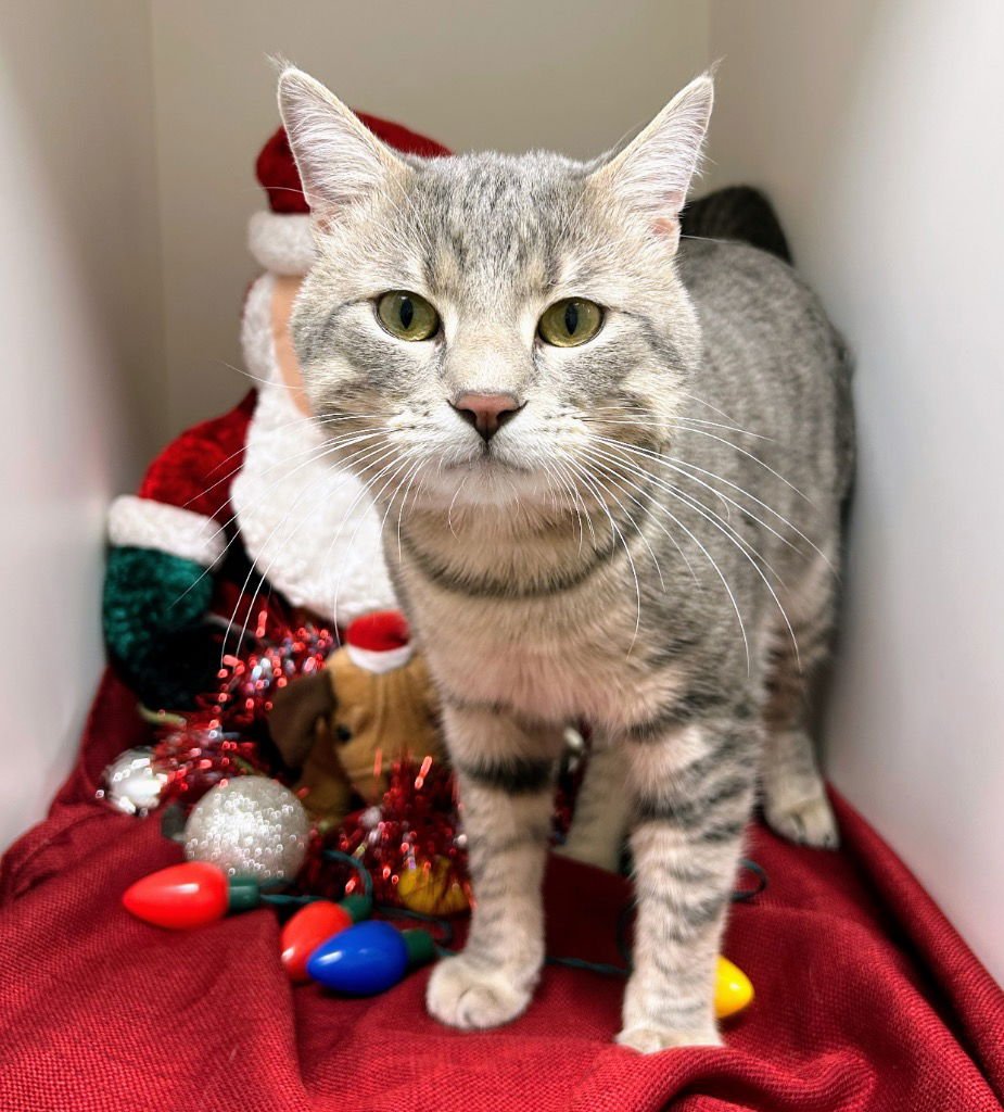 RING TAIL - Domestic Short Hair available for adoption