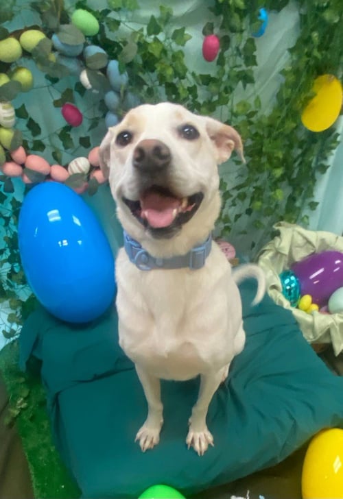 PHOEBE - Yellow Labrador Retriever / Labrador Retriever for adoption in Little Rock