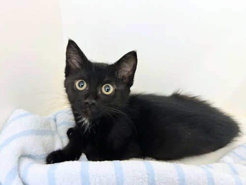TORI - Domestic Short Hair for adoption in Little Rock