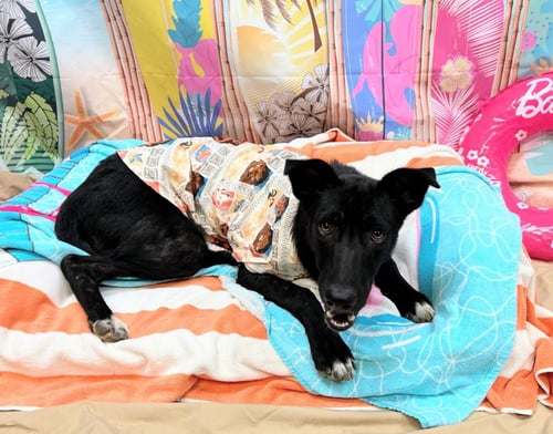 LESLIE - Labrador Retriever for adoption in Little Rock