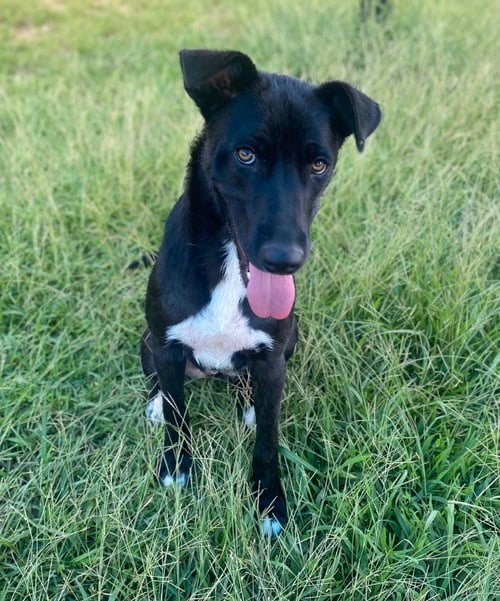 LESLIE - Labrador Retriever / Collie for adoption in Little Rock