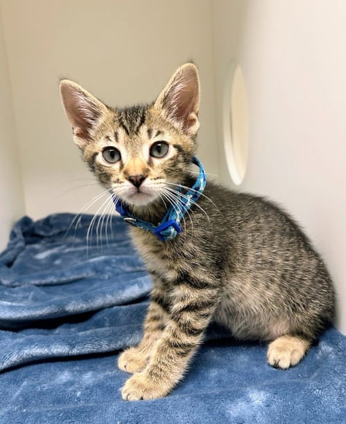 WARLOCK - Domestic Short Hair for adoption in Little Rock