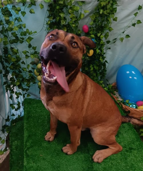 JOHN WAYNE - Labrador Retriever for adoption in Little Rock