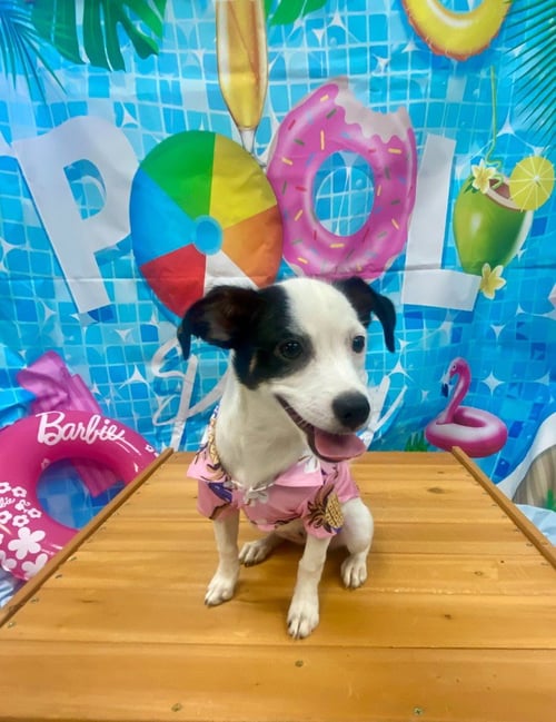 ERZA - Jack Russell Terrier / Hound available for adoption