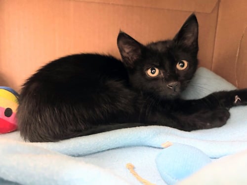TODD - Domestic Short Hair for adoption in Little Rock
