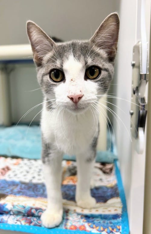 SKY - Domestic Short Hair for adoption in Little Rock