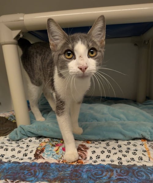 SKY - Domestic Short Hair available for adoption