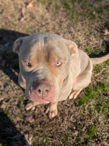 MEATBALL - Mastiff available for adoption