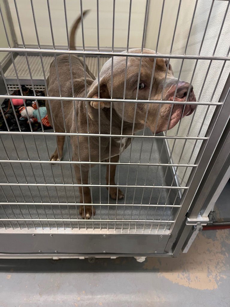 MEATBALL - Mastiff available for adoption