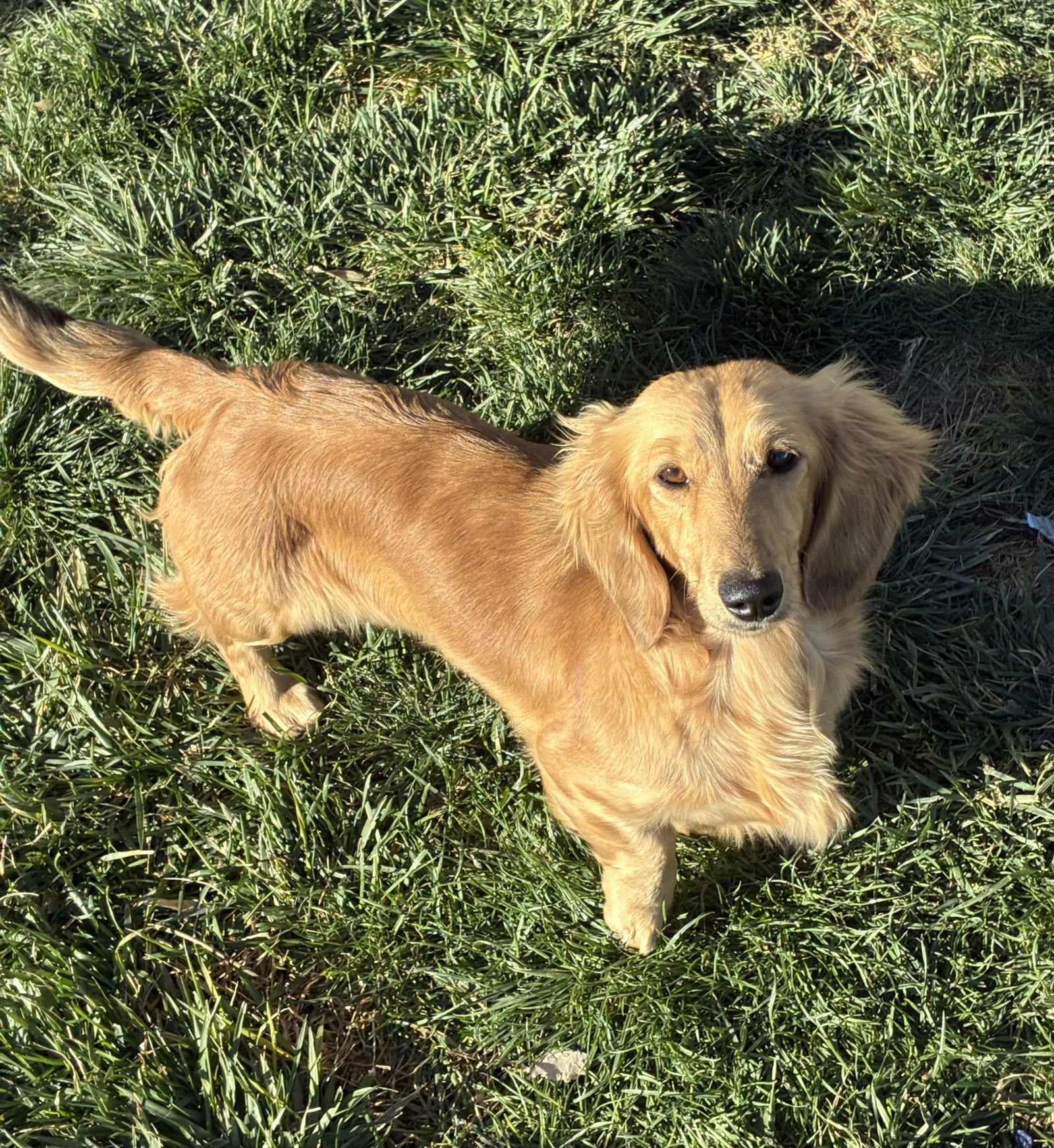 IZZI - Dachshund available for adoption