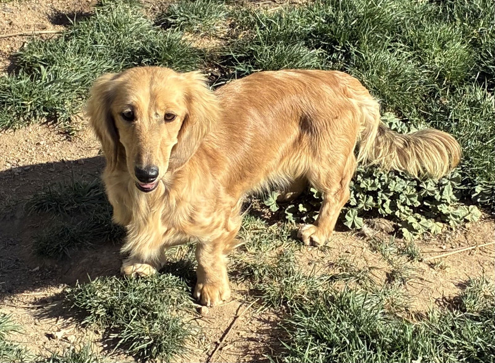 IZZI - Dachshund available for adoption