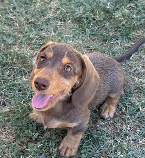 JUNIOR