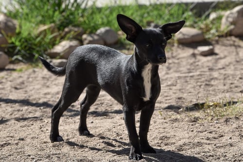 VIOLET AND DAISY - Chihuahua for adoption in Victorville