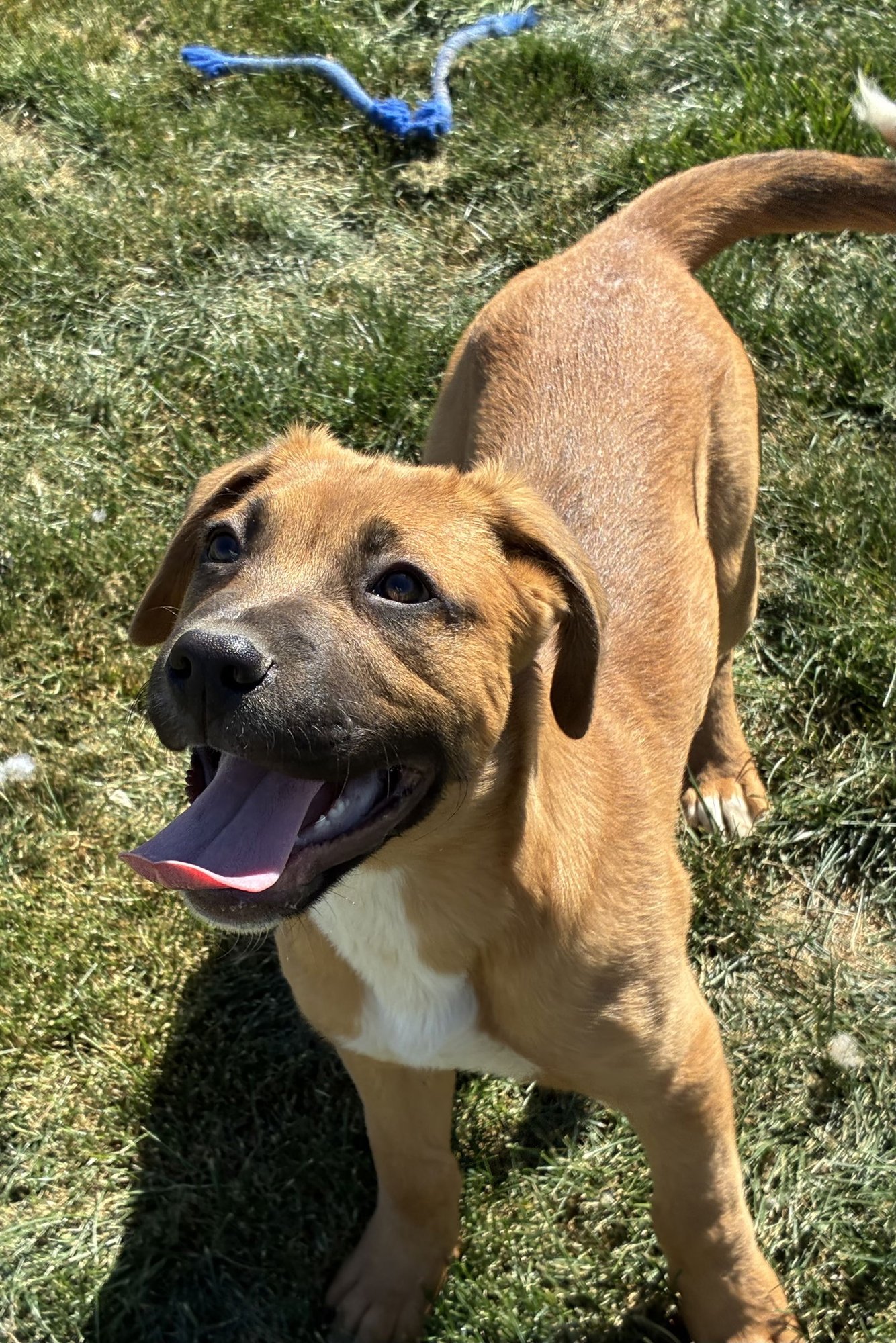 BRUTUS - Shepherd / Mastiff for adoption in Victorville