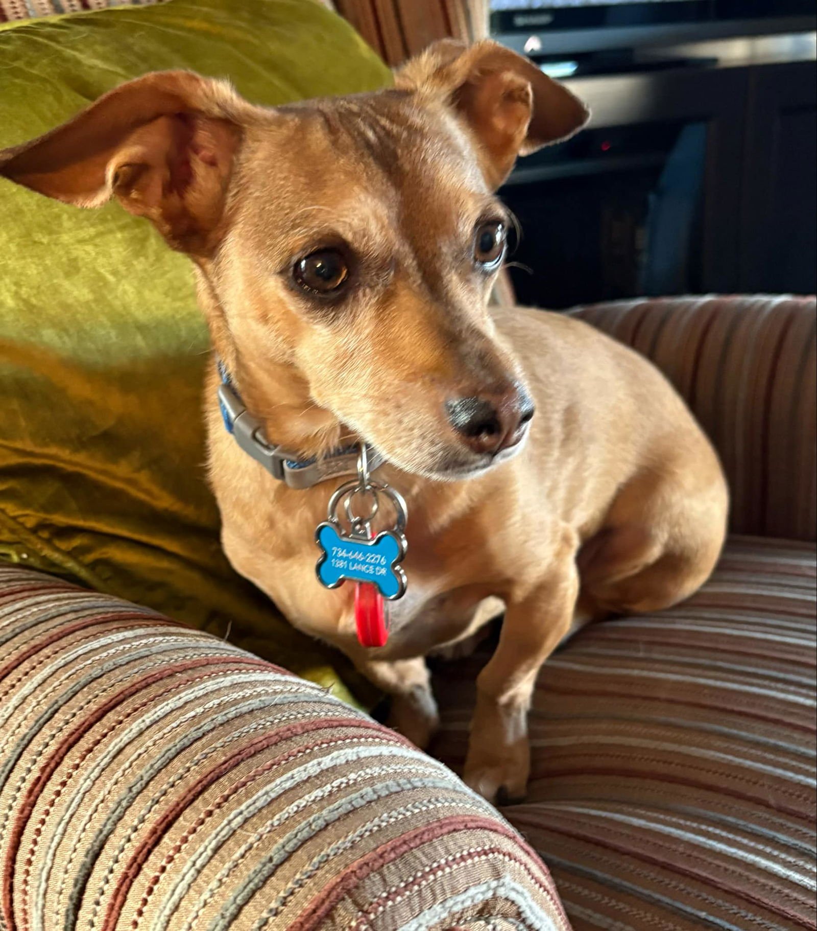 JACK - Dachshund / Chihuahua for adoption in Victorville