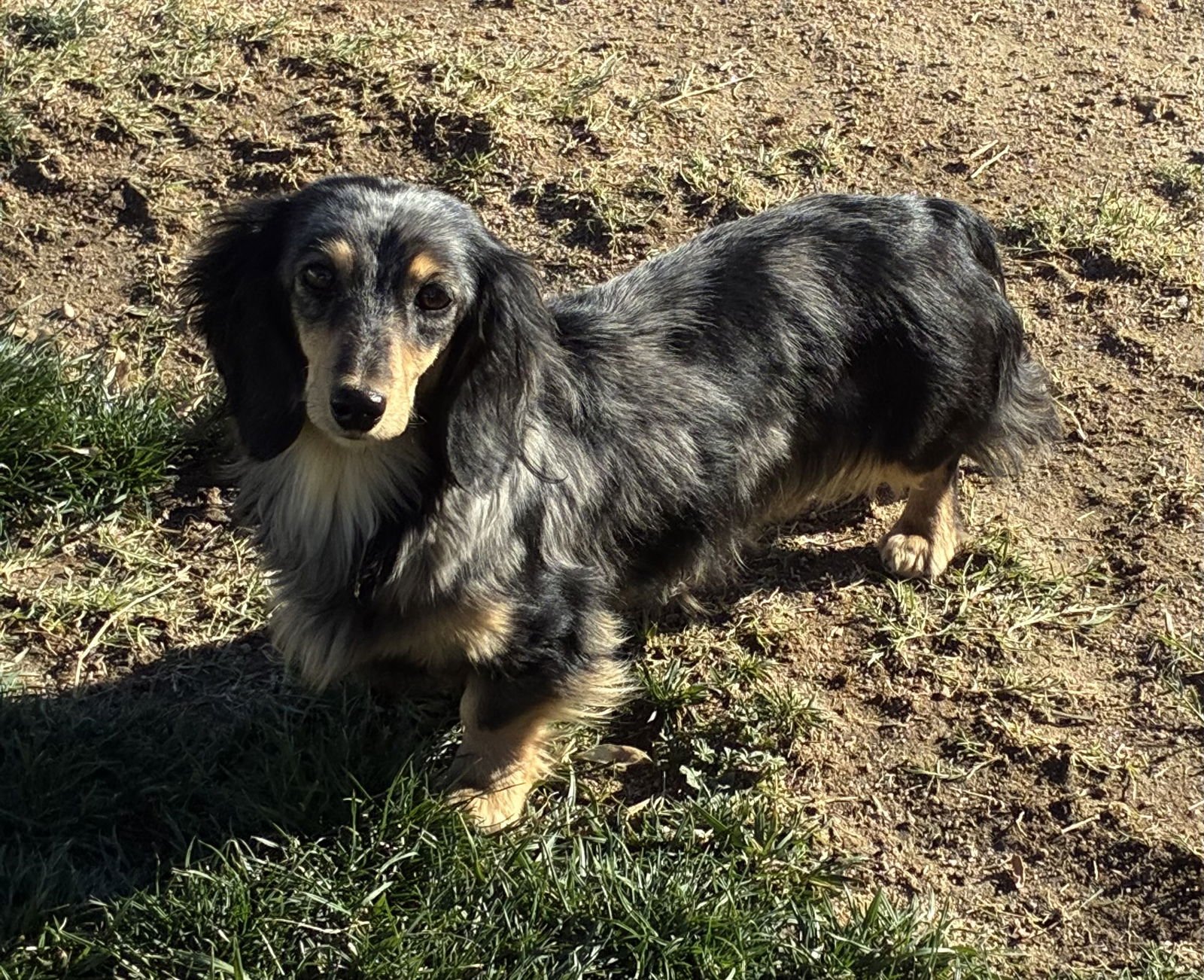 CLEO - Dachshund available for adoption