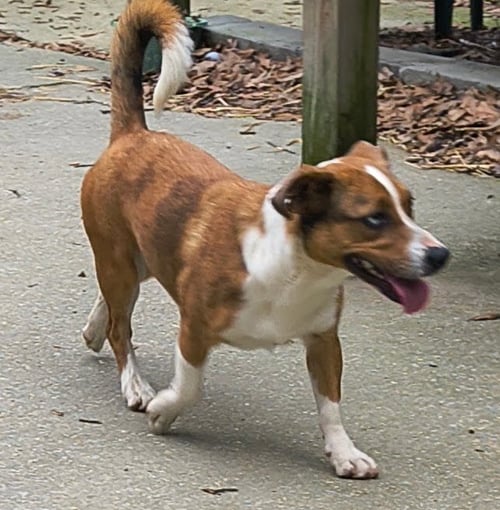 DARCY - Catahoula Leopard Dog / Dachshund for adoption in Huntsville