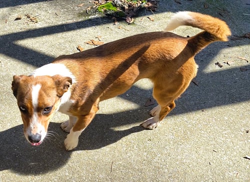 DARCY - Catahoula Leopard Dog / Dachshund available for adoption