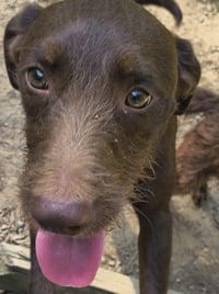Boone - Photo 2