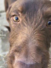 Boone - Photo 4