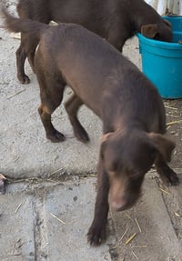 Boone - Photo 3