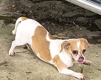 Sparky - Photo 3