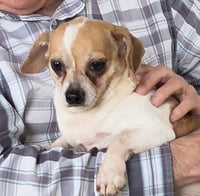 Sparky - Photo 1