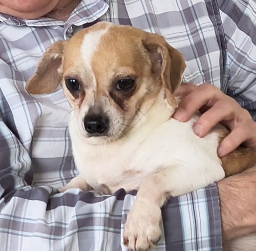 SPARKY - Dachshund / Chihuahua for adoption in Huntsville