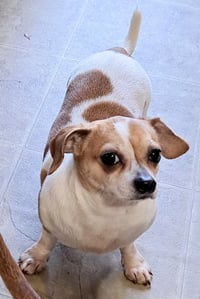 Sparky - Photo 2