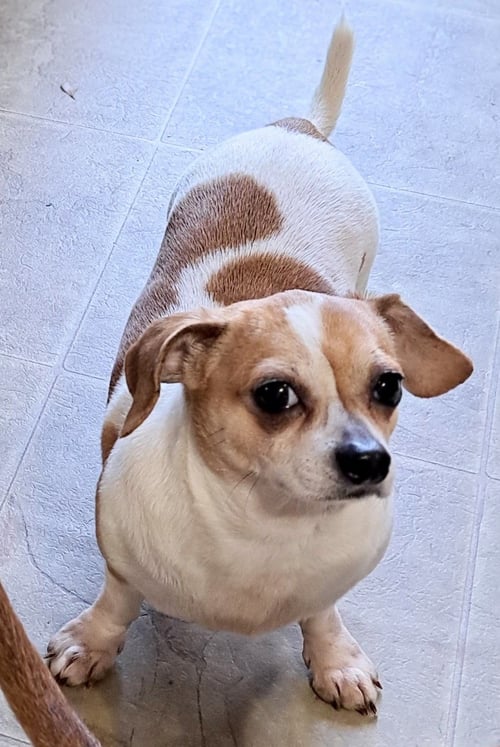 SPARKY - Dachshund / Chihuahua available for adoption