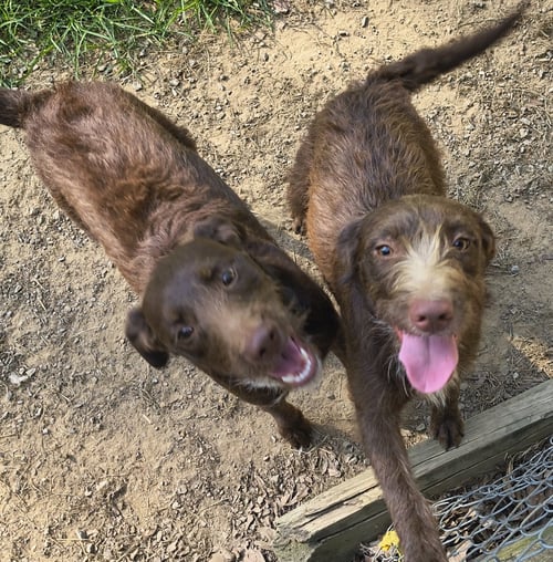 BONNIE - Poodle (Miniature) / Chocolate Labrador Retriever for adoption in Huntsville