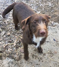 Bonnie - Photo 2