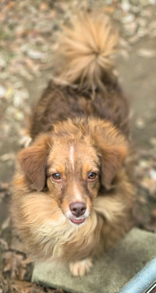 MONTANA - Australian Shepherd for adoption in Huntsville