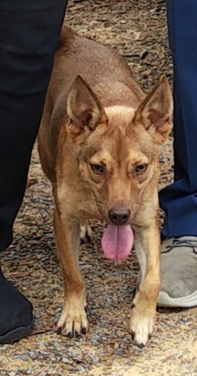 ROCKY - Australian Cattle Dog/Blue Heeler for adoption in Huntsville