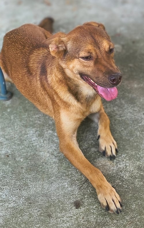 ROCKY - Australian Cattle Dog/Blue Heeler available for adoption