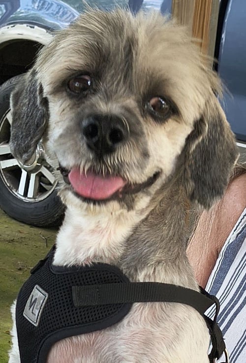 TUCKER - Lhasa Apso available for adoption
