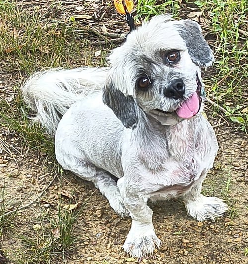 TUCKER - Lhasa Apso for adoption in Huntsville