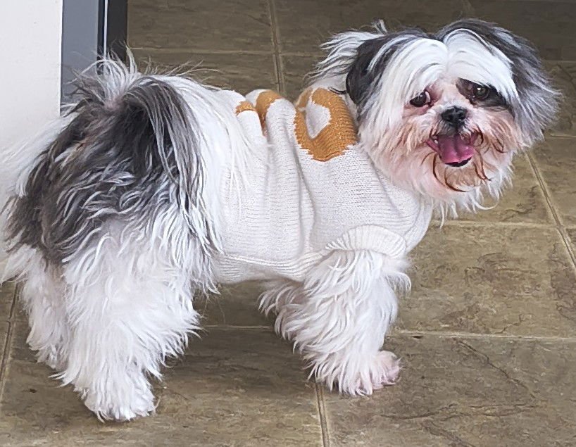 DAWN - Shih Tzu available for adoption