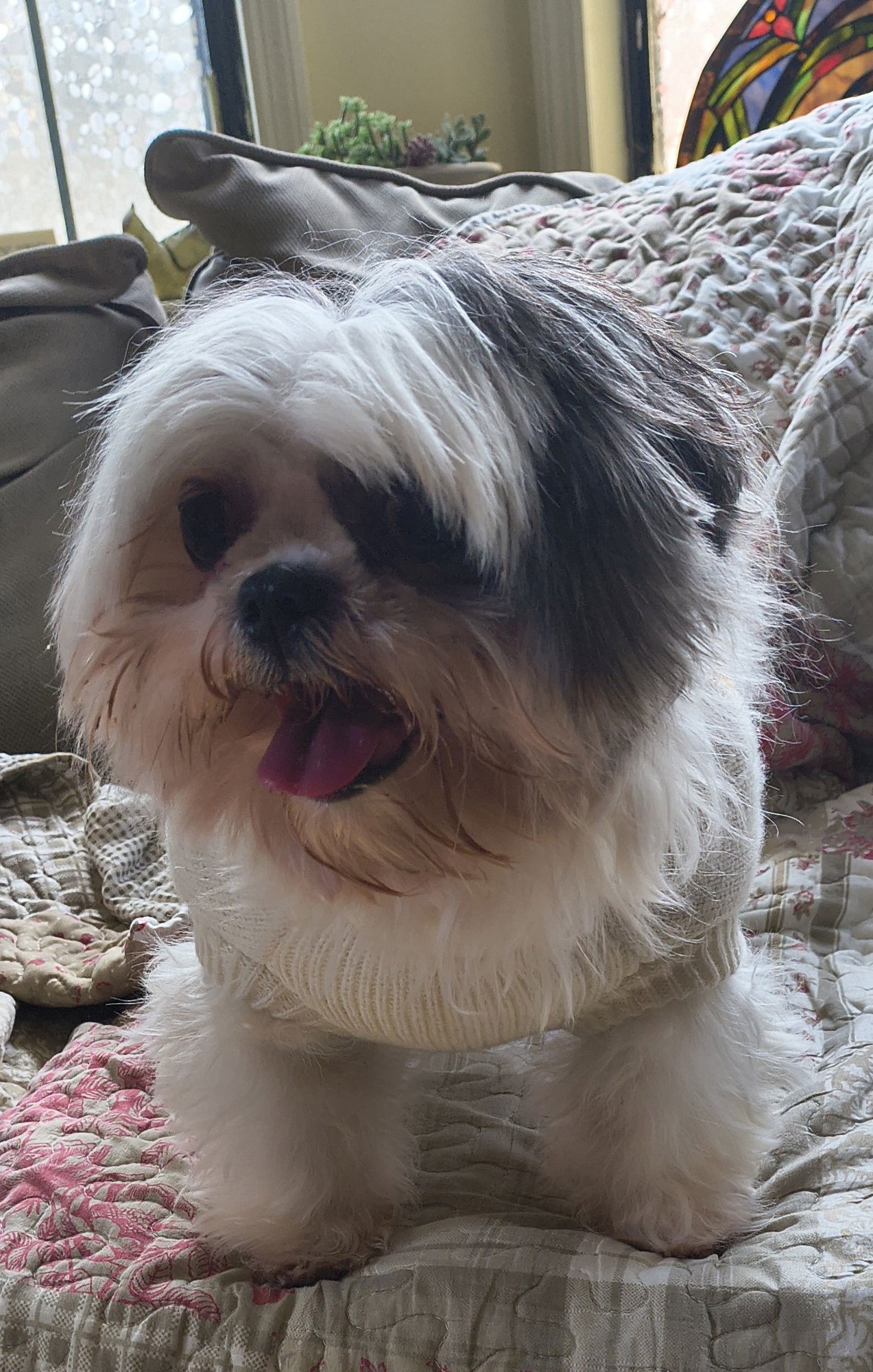 DAWN - Shih Tzu available for adoption