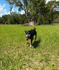 Charlie - Photo 5