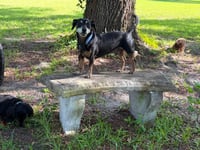 Charlie - Photo 4